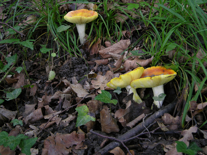 Russulaceae del 14 giugno.